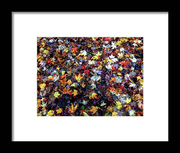 Maple Framed Print featuring the photograph Maple Chaos by Wayne King