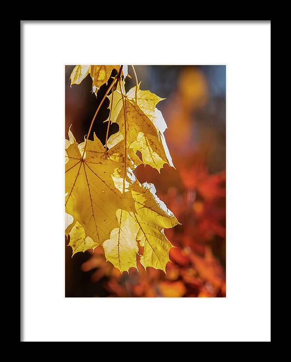 Autumn Framed Print featuring the photograph Maple Gold by Cathy Kovarik