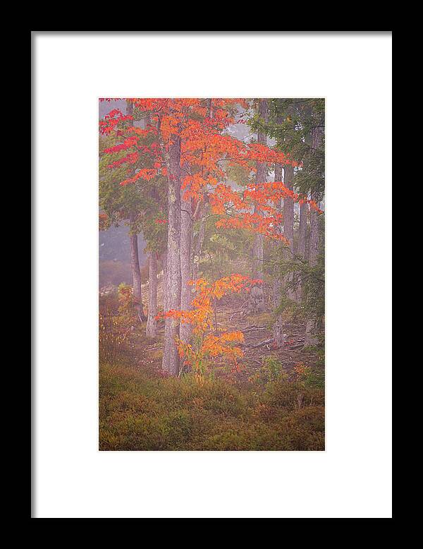 New Hampshire Framed Print featuring the photograph Maple Gold by Jeff Sinon