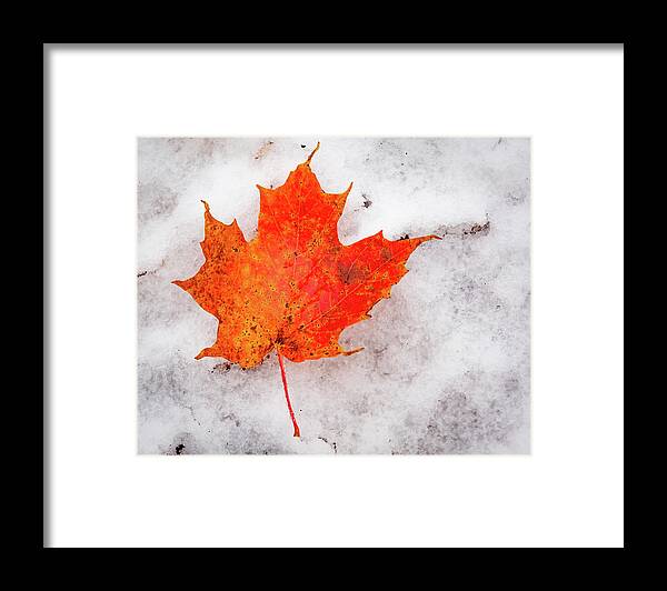Vermont. Framed Print featuring the photograph Maple Leaf on Snow by Tim Kirchoff