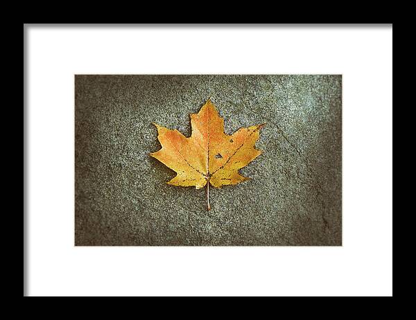 Leaf Framed Print featuring the photograph Maple Leaf on Stone by Scott Norris