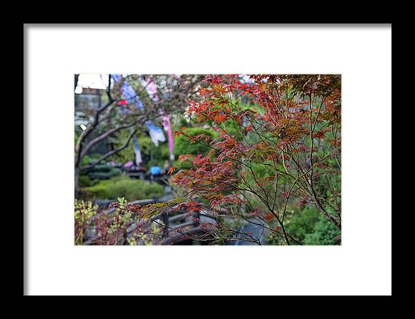 Maple Trees Framed Print featuring the photograph Maple Leaves in fall by Doug Wittrock