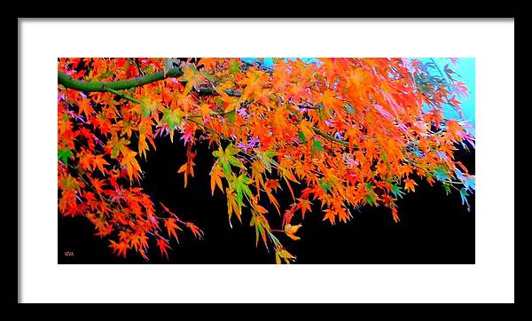 Maple Framed Print featuring the photograph Maple Magic by VIVA Anderson
