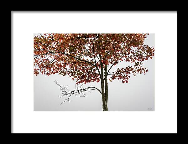Arbor Framed Print featuring the photograph Maple Tree I Color by David Gordon
