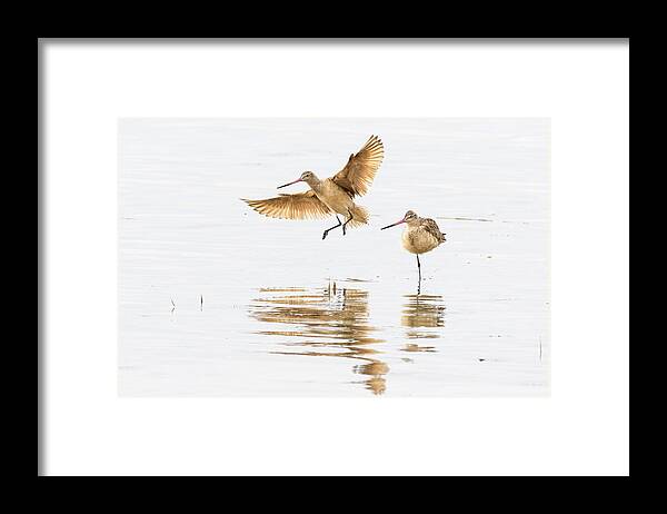  Framed Print featuring the photograph Marbled Godwit by Jim Miller