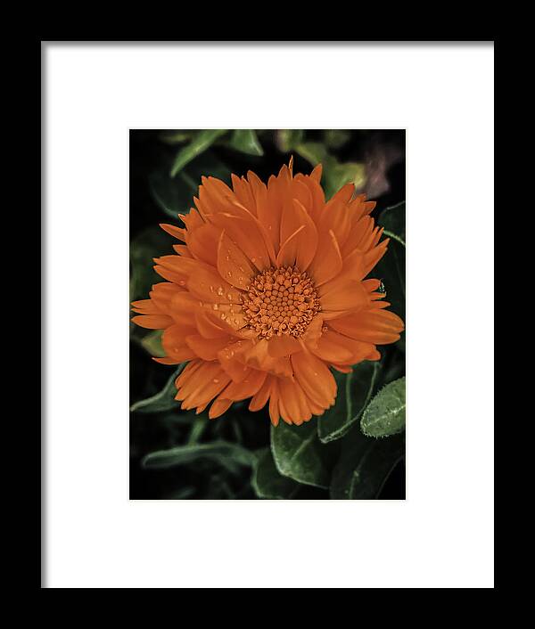 Flower Framed Print featuring the photograph Marigold by Anamar Pictures