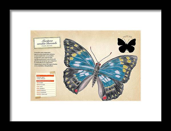 Infancia Framed Print featuring the digital art Mariposa sasakia charonda by Album