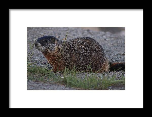 Marmot Framed Print featuring the photograph Marmot 2 by Yvonne M Smith