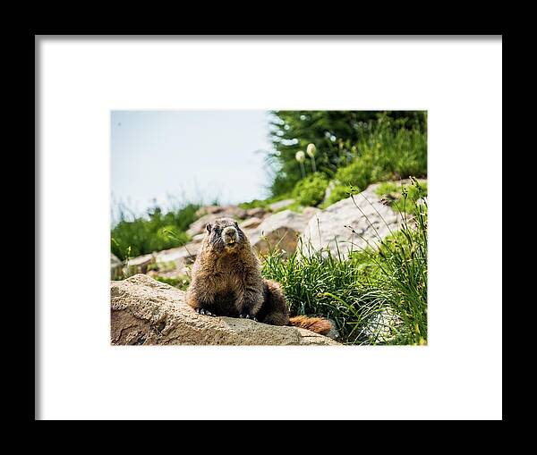 Washington State Framed Print featuring the photograph Marmot #3 by Alberto Zanoni