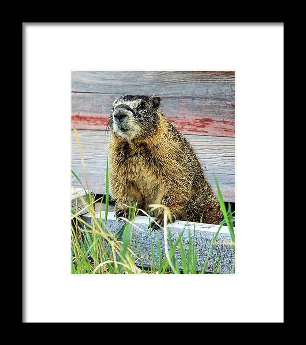 Marmot Framed Print featuring the photograph Marmot by James BO Insogna