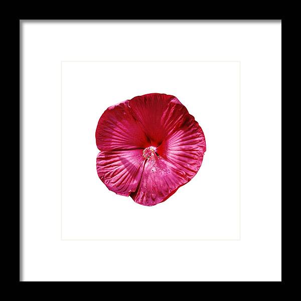 Flower Framed Print featuring the photograph Maroon Hardy Hibiscus by Nancy Ayanna Wyatt