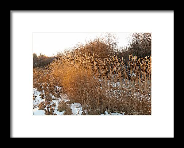 Dawn Framed Print featuring the photograph Marsh Grass At Dawn by Phil And Karen Rispin