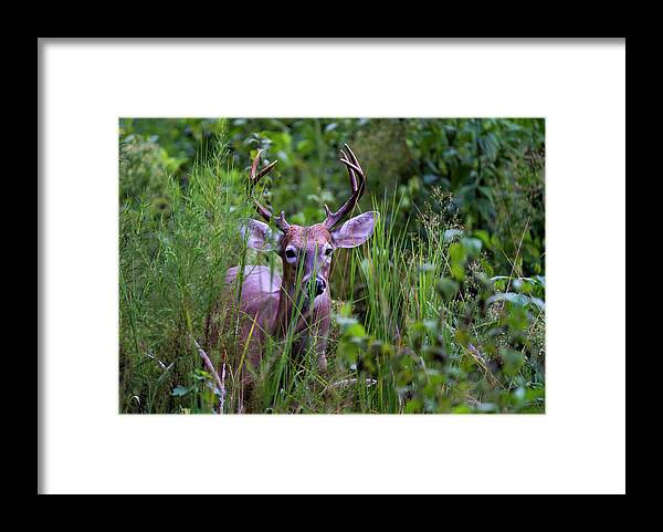 Deer Framed Print featuring the photograph Master of Detection by Todd Tucker