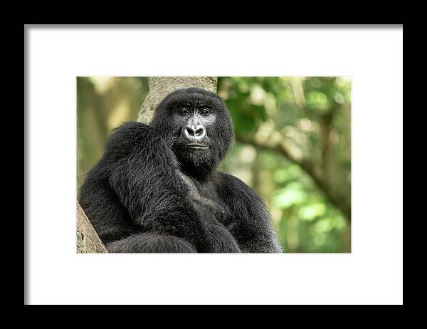  Framed Print featuring the photograph Matabishi Close-Up by Nicholas Phillipson
