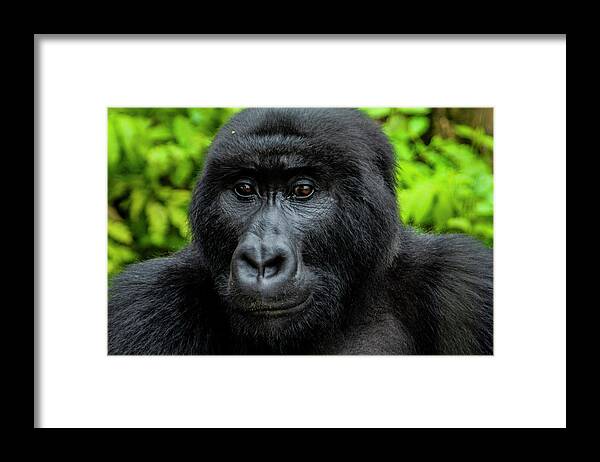 Gorillas Framed Print featuring the photograph Matabishi, Senkwekwe Centre by Kennedy Ngoa