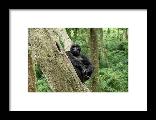 Gorilla Framed Print featuring the photograph Matabishi, Senkwekwe Centre by Nicholas Phillipson