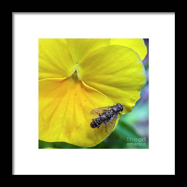 Mating Framed Print featuring the photograph Mating Sweat Bee's On A Pansy by Gemma Mae Flores Sellers