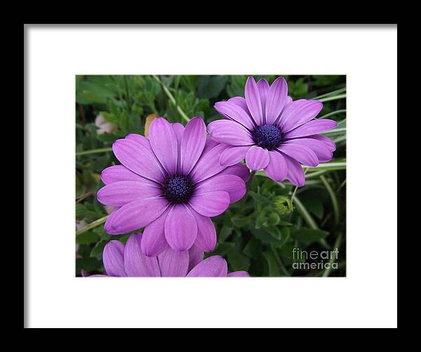 Flowers Framed Print featuring the photograph Mauve Muses by Kimberly Furey
