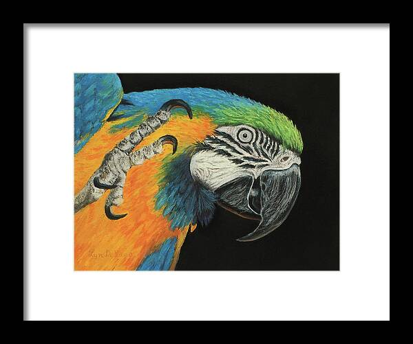 Macaw Framed Print featuring the pastel Max the Macaw #1 by Lyn DeLano