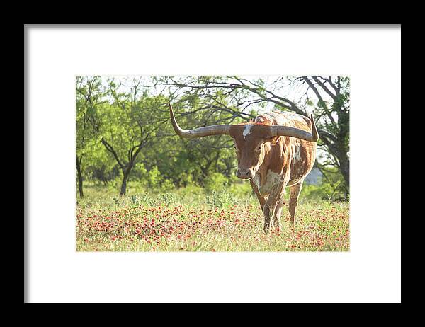 Texas Longhorns Wall Art Framed Print featuring the photograph Maxie Moo a Texas longhorn steer by Cathy Valle