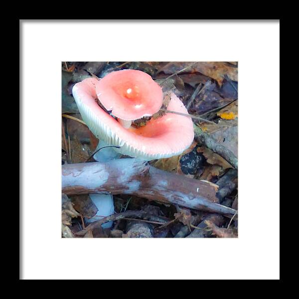 #mushrooms#botanicals#hardtimetrail#bentcreekforest#pisgahnationalforest#ashevillenorthcaorlina#usa Framed Print featuring the photograph Maybe We Could All Give Someone A Little Lift Today by Katherine Y Mangum