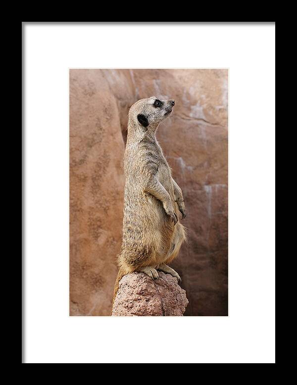 Alert Framed Print featuring the photograph Meerkat Sentry On a Rock by Tom Potter