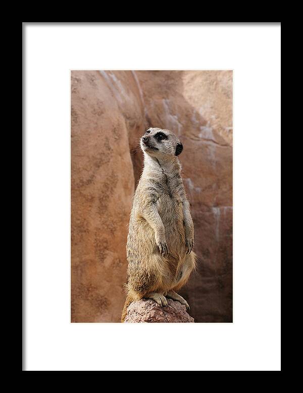 Alert Framed Print featuring the photograph Meerkat Standing Guard by Tom Potter