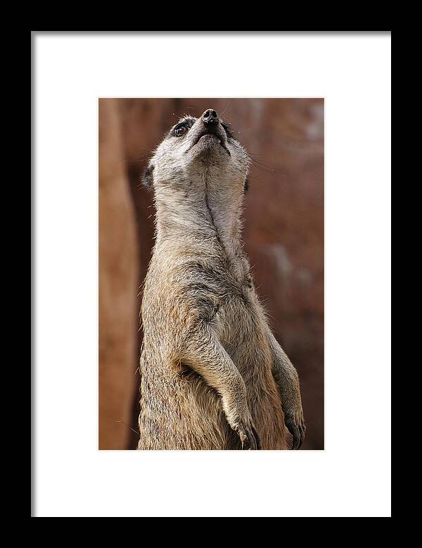 Alert Framed Print featuring the photograph Meerkat Standing at Attention by Tom Potter