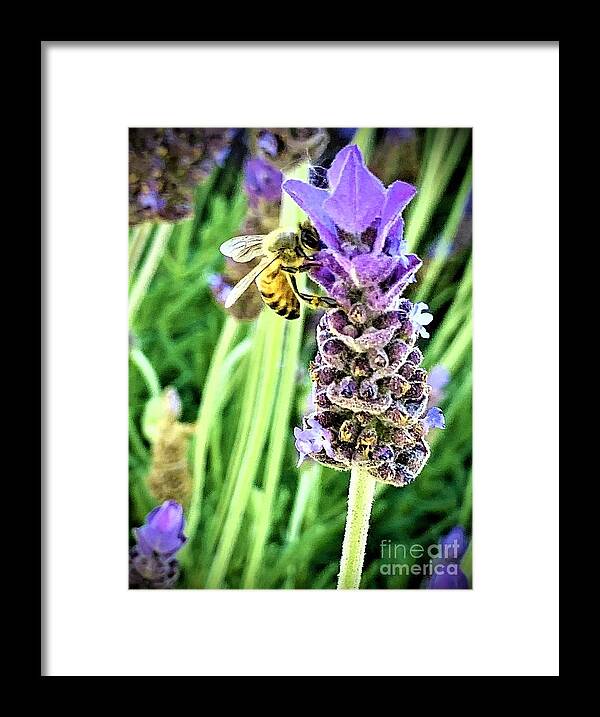 Lavender Framed Print featuring the photograph Mellifluous Lavendula by Tiesa Wesen