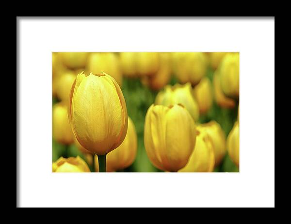 Yellow Framed Print featuring the photograph Mellow Yello by Lens Art Photography By Larry Trager