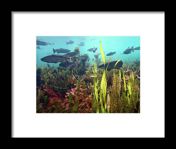 Fish Framed Print featuring the photograph Meramac Spring by Robert Charity