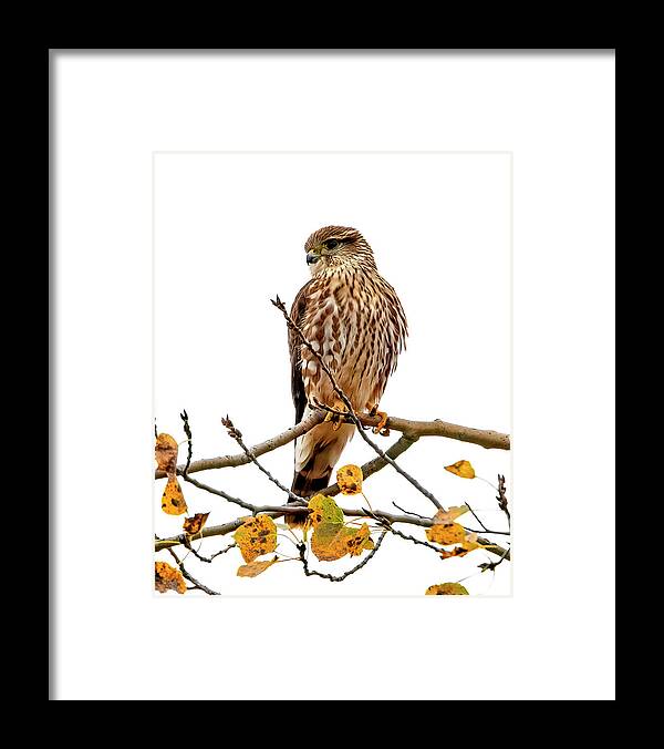 Merlin Framed Print featuring the photograph Merlin Falcon by Al Mueller