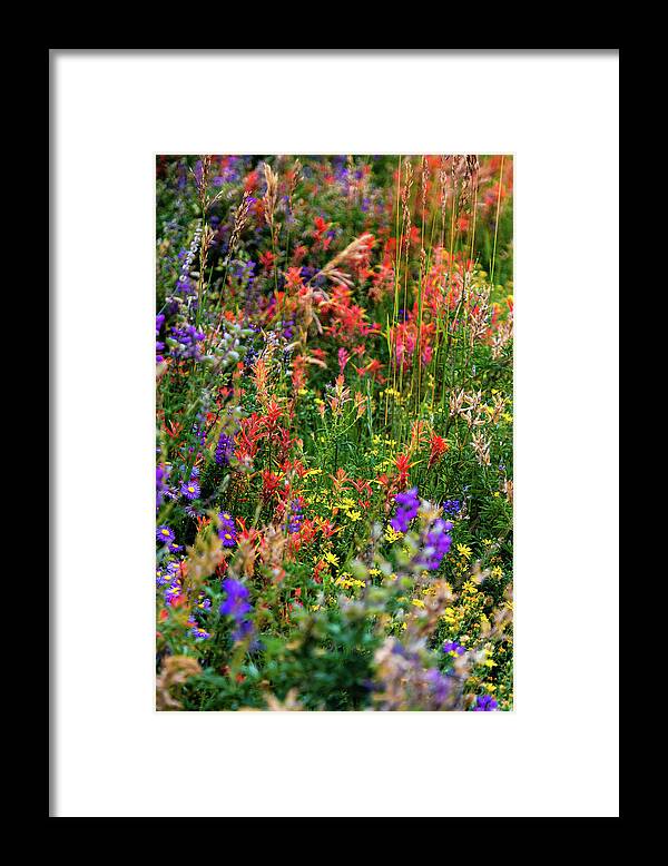 Mesa Verde Framed Print featuring the photograph Mesa Verde Wildflowers by Joe Kopp
