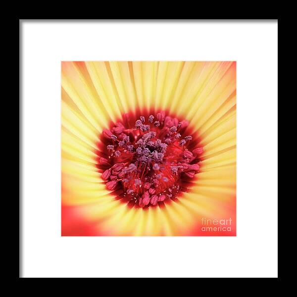 Mesembryanthemum Framed Print featuring the photograph Mesembryanthemum Square by Terri Waters