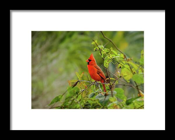 Northern Cardinal Framed Print featuring the photograph Messenger of Love by Laura Putman