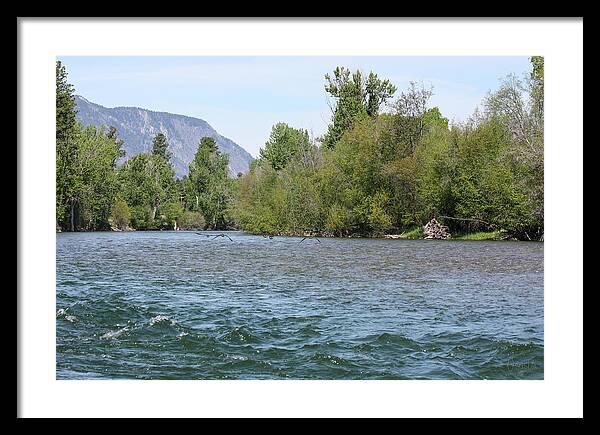 Methow River And Geese In Early Spring By Omashte Framed Print featuring the digital art Methow River and Geese in Early Spring by Omashte by Omaste Witkowski