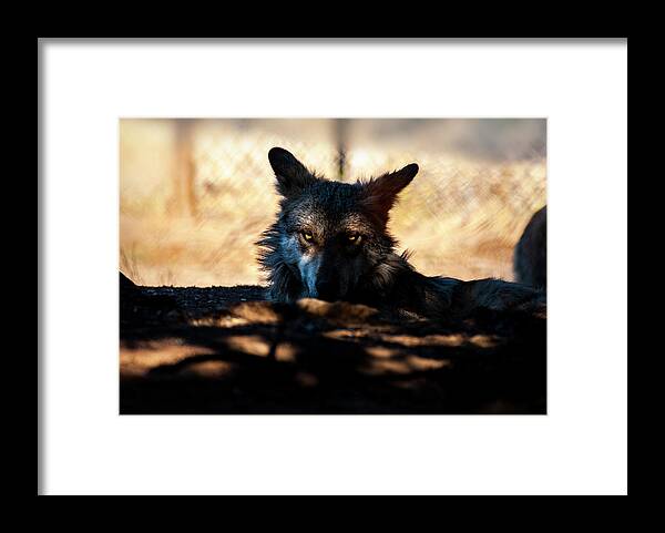 Mexican Framed Print featuring the photograph Mexican Gray Wolf - 2 by Anthony Jones