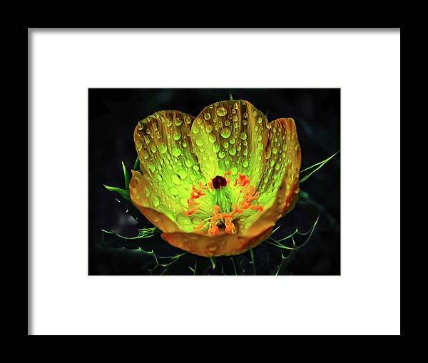 Abstract Photography Framed Print featuring the photograph Mexican POP-py by Gena Herro