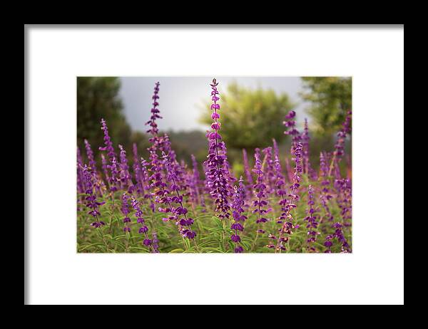 Mexican Bush Sage Framed Print featuring the photograph Mexican Sage Plants by Alison Frank