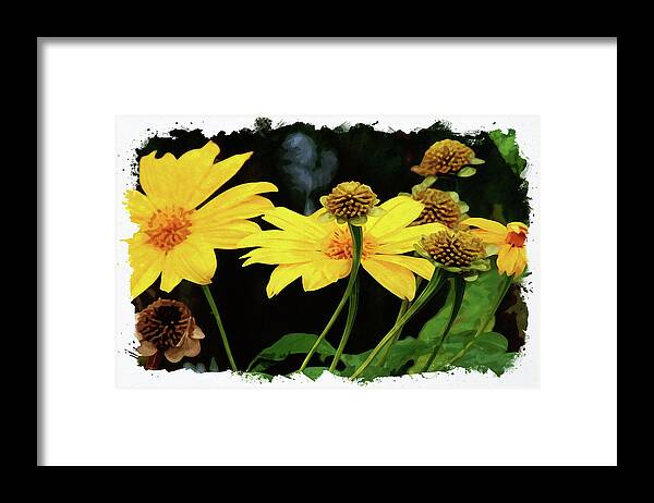 Flower Framed Print featuring the digital art Mexican Sunflower by Chauncy Holmes