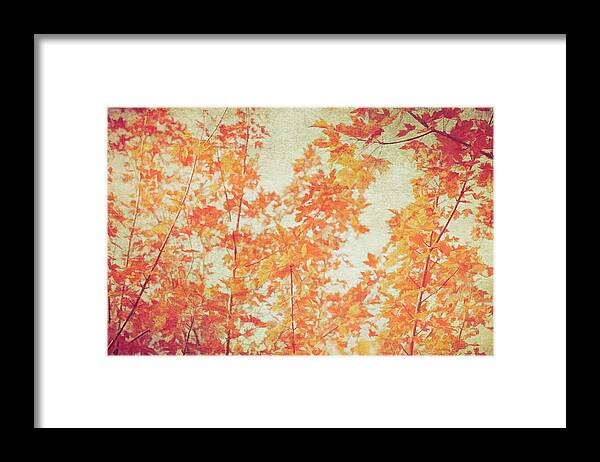 Fall Framed Print featuring the photograph Michigan Maples by Kathi Mirto