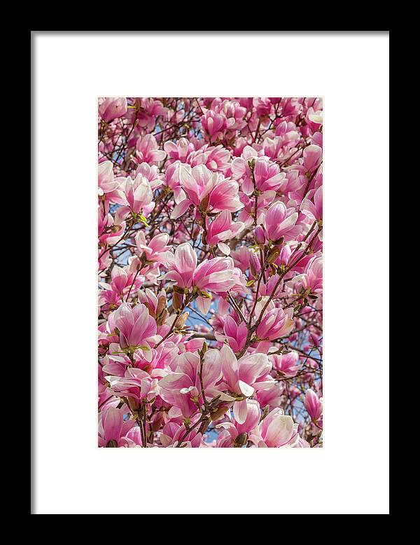 Magnolia Framed Print featuring the photograph Mighty Magnolia by Cate Franklyn
