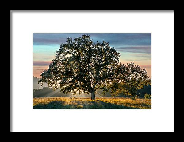 Oak Tree Framed Print featuring the photograph Mighty Oak by Derek Dean