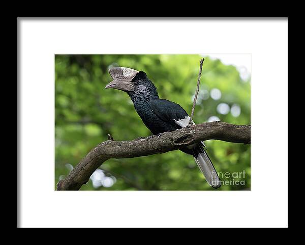 Birds Framed Print featuring the photograph Mikeno Hornbill by Cameron Anderson Raffan
