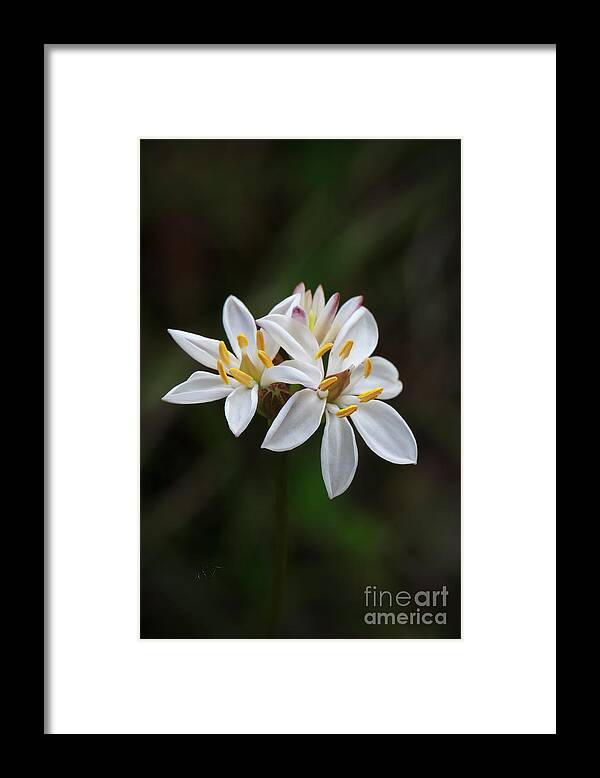 Milkmaids Framed Print featuring the photograph Milkmaids - Burchadia umbellata by Elaine Teague