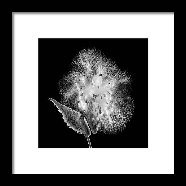 Asclepias Framed Print featuring the photograph Milkweed by Jim Hughes