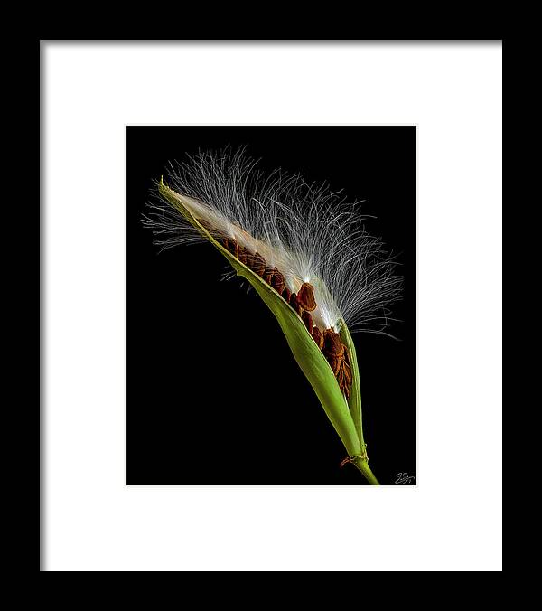 Milkweed Framed Print featuring the photograph Milkweed Pod 3 by Endre Balogh