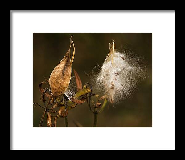 Milkweed Framed Print featuring the photograph Milkweed Pods by Cheryl Day