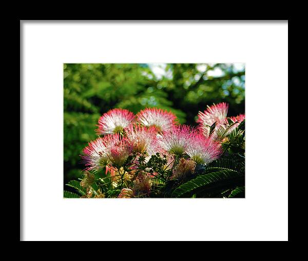 Flower Framed Print featuring the photograph Mimosa by Carl Moore