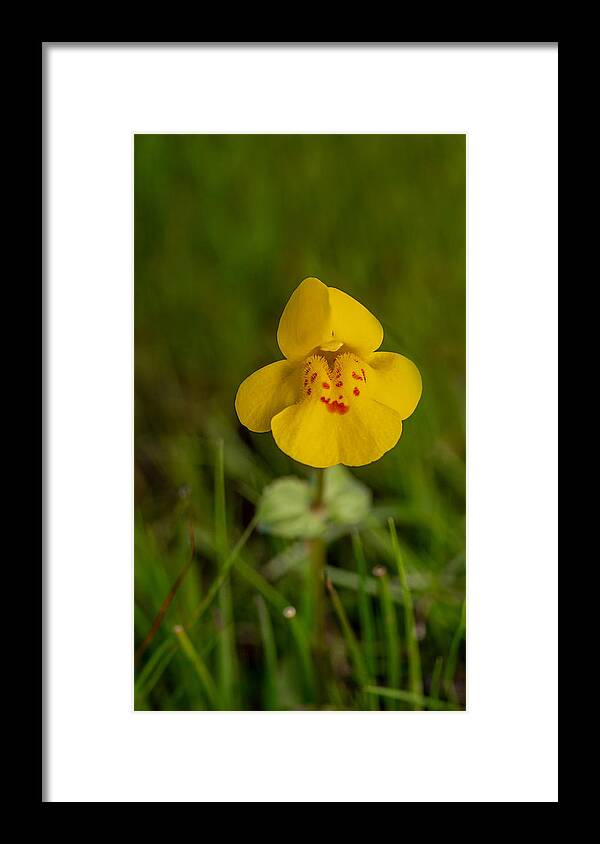 Selective Focus Framed Print featuring the photograph Yellow Monkeyflower, wildflower, portrait by Alessandra RC